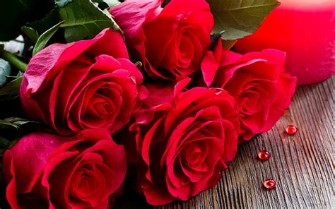 rose images|beautiful rose background images.